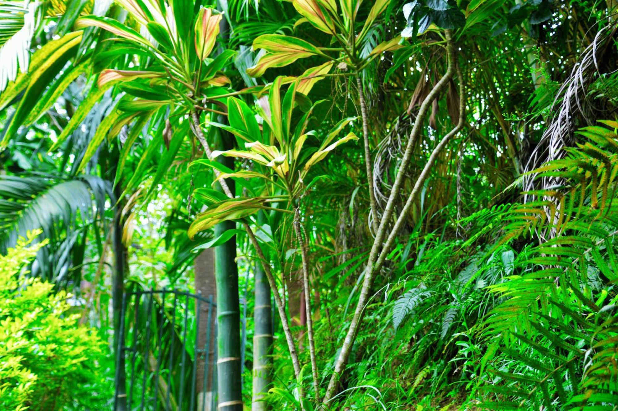 Green Cottage Ella Kültér fotó